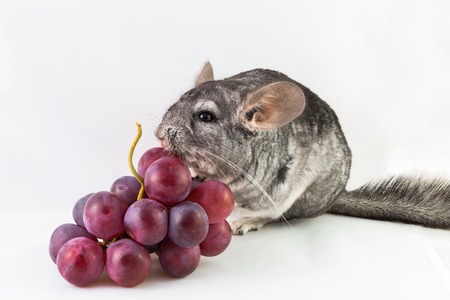Pet chinchilla nibbling on a bunch of red purple grapes, isolated on white background.の写真素材