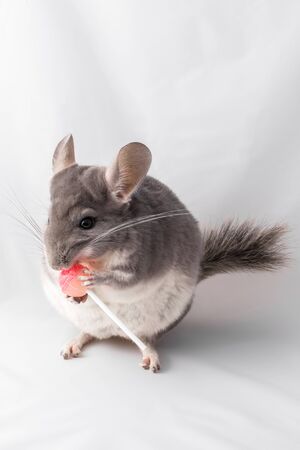 Portrait of a violet chinchilla eating a lolly, unhealthy eating concept.の写真素材