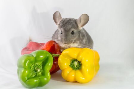 A chinchilla and colorful bell peppers on white background.の写真素材