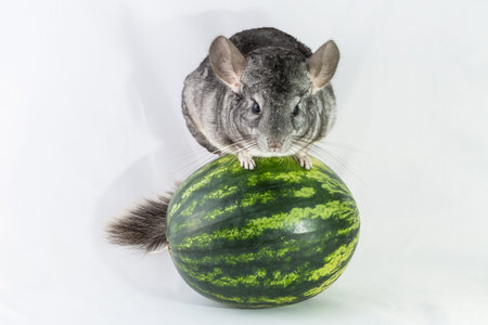 A grey chinchilla balancing on a whole watermelon. .の写真素材