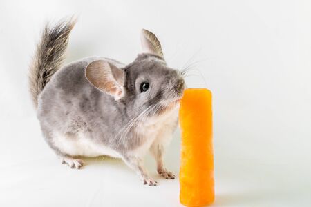 Portrait of a chinchilla licking an orange ice lolly.の写真素材