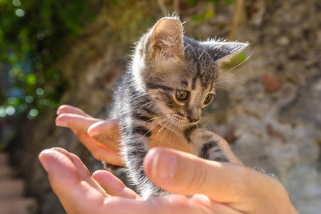 Close up of a sweet and adorable little kitten sitting on a hand.の写真素材