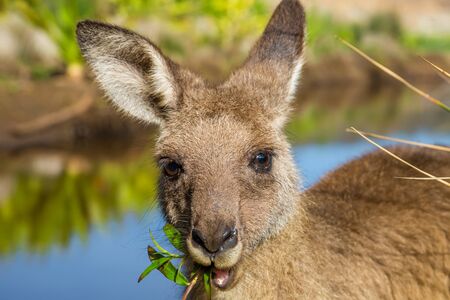 Closeup of an Australian red kangaroo, Macropus rufus, eating grass on the famous Pebbly Beach in the Murramarang National Park, south coast region, New South Wales, Australia.の写真素材