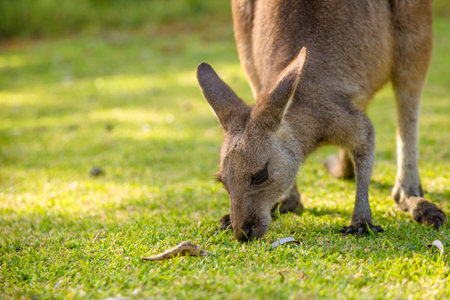 Closeup of an Australian red kangaroo, Macropus rufus, eating grass on the famous Pebbly Beach in...