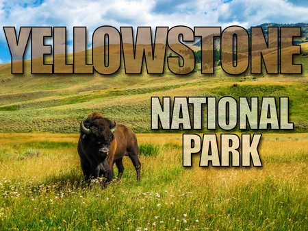 One Bison in the meadows of Yellowstone, Wyoming and Montana, United States. The Buffalo is a symbol...