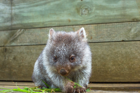Little wombat, Vombatus ursinus,3 months old female while eating blades of grass inside Bonorong Wildlife Sanctuary, Hobart, Tasmania, Australia.の写真素材