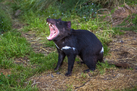 Tasmanian devil andry in Tasmanian Devil Unzoo, Taranna, Tasmania Peninsula in Australia.の写真素材