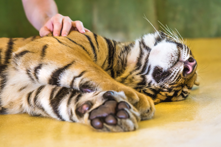 Close up of a cute little tiger lying on the floor with a woman's hand on the back in Thailand, Asia.の写真素材