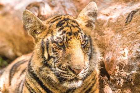 Close up of a little tiger outdoor in Thailand, Asia.
