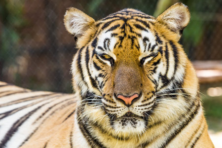 Close up of a big tiger outdoor in Thailand, Asia.