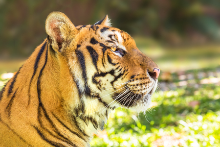 Close up of a big tiger outdoor in Thailand, Asia. Side view.の写真素材