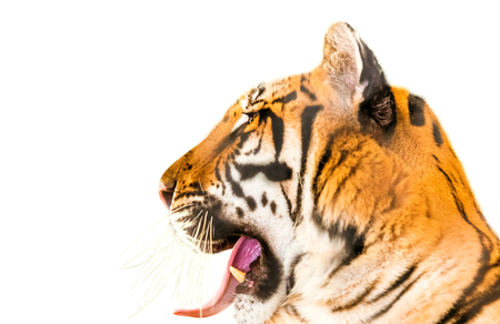 Close up of big tiger while opens his mouth, isolated on white background. Side view. Copy space.の写真素材