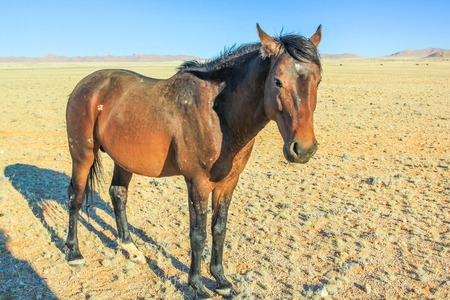 Side view of a brown horse stood in the landscape of the Namibian savannah, Africa.の写真素材