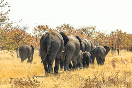 herd of African elephants walking away, from behind,  in Ethosa National Park Namibia on yellow grass savanna groundの写真素材