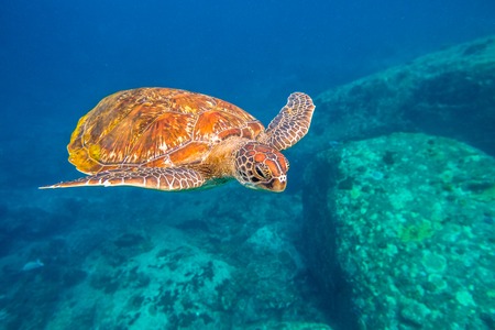 Green turtle, Chelonia mydas, swimming in blue water at the Similan Islands in Thailand, Andaman Sea.の写真素材
