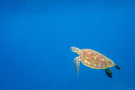 Green turtle, Chelonia mydas, swimming in blue water with copy space.