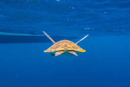 Back of green turtle, Chelonia mydas, swimming in blue water at the Similan Islands in Thailand, Andaman Sea.の写真素材