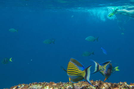 Yellow fish on the seabed of Similan Islands in Thailand. Underwater marine life in Andaman Sea with copy space.の写真素材