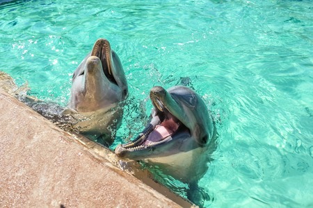 Two cute laughing dolphins in the water pool. Dolphin underwater sea background.の写真素材