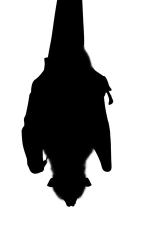 Silhouette of bat while sleeping, Wahlberg's epauletted, Wahlberg's epauletted fruit bat, is a species of megabat Pteropodidae in the family who is in South Africa. Isolated on white background.の写真素材