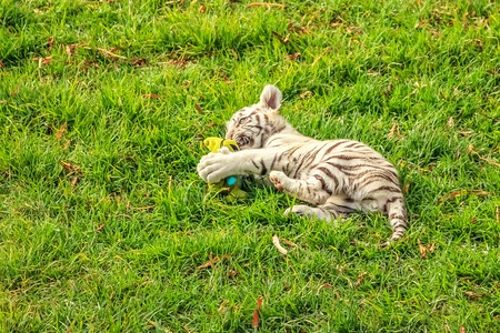 A small white tiger, Panthera tigris, plays in the green grass. The white tiger is present only in the Bengal tiger, the only one with the recessive gene.の写真素材