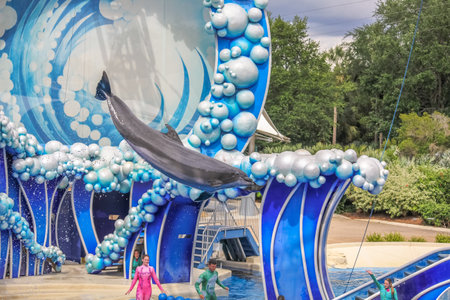 Orlando, Florida, United States - April 22, 2012: bottlenose dolphin in Azul Show at Seaworld. Seaworld is an animal theme park, oceanarium and to a marine mammal park.のeditorial素材