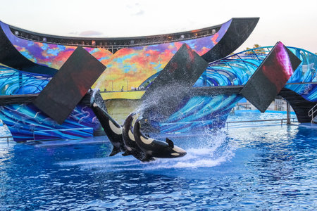 Orlando, Florida, United States - April 22, 2012: three killer whale jumping together at Seaworld. Seaworld is an animal theme park, oceanarium and to a marine park.のeditorial素材