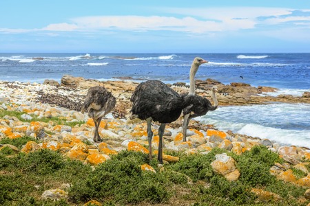 Three common ostriches on pebble beach of Cape of Good Hope Nature Reserve in Atlantic coast of Cape Peninsula National Park, South Africa.の写真素材