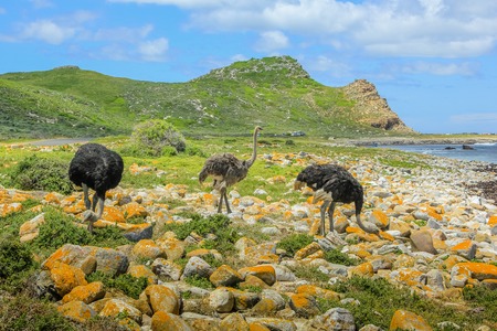 Three wild ostriches in Cape of Good Hope Nature Reserve, Cape Peninsula National Park, South Africa.の写真素材