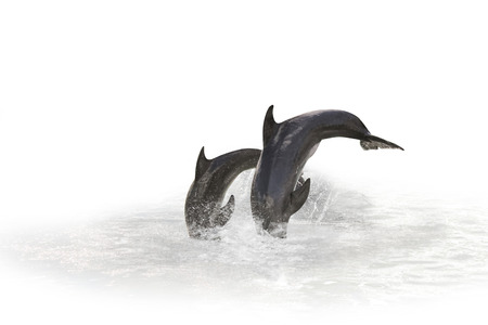 two grey dolphins jumping in the water playing with each other. Isolated on white background with water in the background.の写真素材