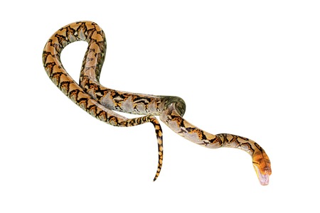 Reticulated Python snake Pythonidae Reticulatus, isolated on white background. copy space.の写真素材