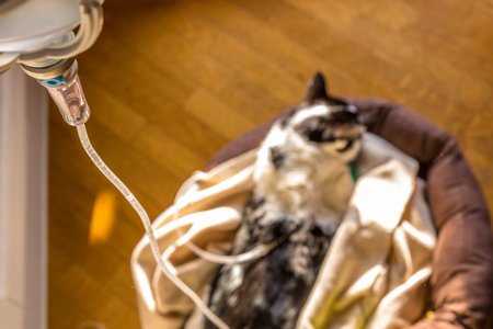 Intravenous drip catの写真素材