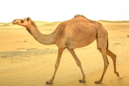 A lonely young wild Dromedary, Camelus dromedarius, also called Arabian camel, walkin on the sand desert in Dubai, United Arab Emirates. Middle East travel concept. Copy space.の写真素材