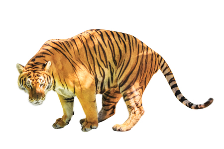 Tiger white backgroundの写真素材