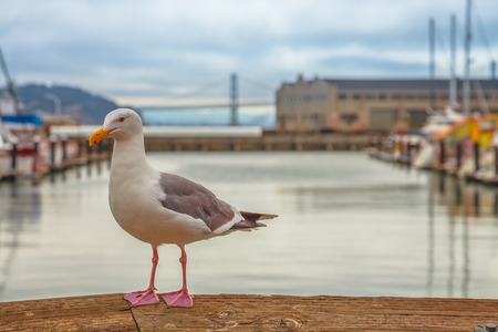 Pier 39 Seagullの写真素材