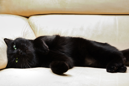 Young female, european black cat with shut eyes sleeping peacefully on sofa background. Concept of comfortable house, relaxing and safety state of mind. Concept of elegance and mystery.の写真素材