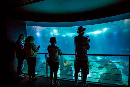 Lisbon, Portugal - August 24, 2017: people watching spectacular central tank of Lisbon Oceanarium, in Parque das Nacoes, one of the largest aquarium in the world.Tourism, holidays and leisure conceptのeditorial素材