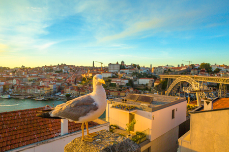Seagull at city of Porto skyline. Freedom and travel concept. Aerial view of iconic Dom Luis I Bridge on Douro River and Ribeira waterfront. Sunset beautiful lightの写真素材