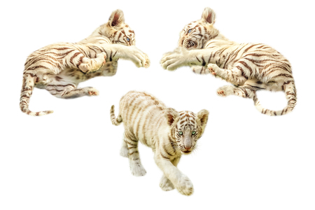 Three cute and baby white tigers, Panthera tigris, play together. Isolated on white background.の写真素材