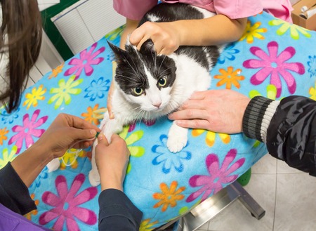 Vets pricking needle syringe in paw of patient cat drawing blood sample for blood test or transfusion in vet clinic . Anxious animal patient in fear for veterinary. Stress concept. Aerial view shot.の写真素材
