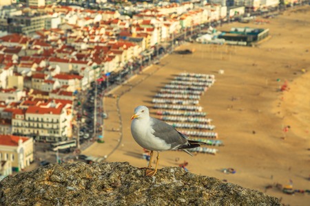Seagull looking at seascape and beach waterfront from popular Miradouro do Suberco viewpoint in Nazare Sitio, Central Portugal, Europe. Freedom and travel concept. Blurred background.の写真素材