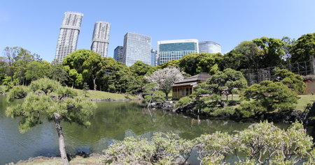 Tokyo, Japan -April 20, 2017: Hamarikyu Gardens, Sumida River, Chuo district, Japan. Oriental japanese garden during Hanami. The Hama Rikyu is in contrast to the skyscrapers.のeditorial素材