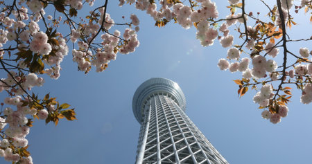Tokyo, Japan - April 19, 2017: Tokyo Skytree with cherry blossoms in full bloom in Sumida District....