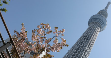 Tokyo, Japan - April 19, 2017: Tokyo Skytree with cherry blossoms in full bloom in Sumida District. Tokyo Skytree is the tallest tower in the world, broadcasting and observation tower.のeditorial素材
