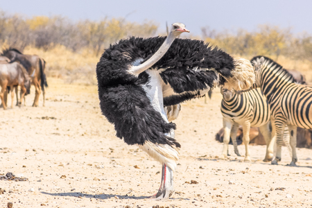 wild ostrich dancing in Namibian savannah of Etosha NP in Namibia, Africaの写真素材