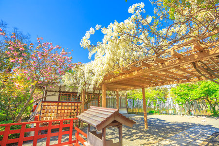 Kamakura, Japan - April 23, 2017: branches of cherry blossom during Hanami at the garden of Hata-age Benzaiten Shrine on island on the Minamoto lake inside Tsurugaoka Hachimangu complex. Spring seasonのeditorial素材