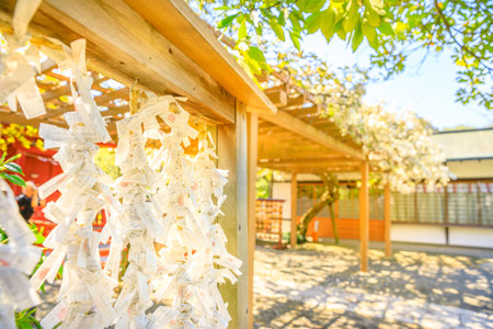 Kamakura, Japan - April 23, 2017: a lot of Omikuji, Japanese random fortunes written on strips of paper, tied to ropes at Hata-age Benzaiten Shrine inside Tsurugaoka Hachimangu complex in Kamakura.のeditorial素材
