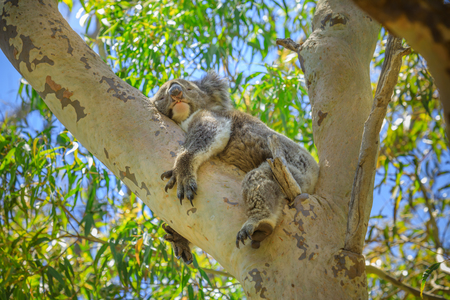 A koala, Phascolarctos cinereus, sleeping on a tree of eucalyptus in Yanchep National Park, Western Australia. Wild Koala outdoor in the wilderness.の写真素材