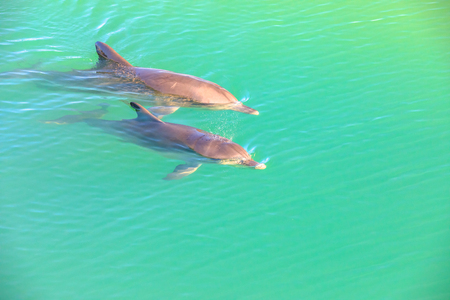 Two cute dolphins swim in clear waters of Monkey Mia, a marine reserve near Denham, Shark Bay, on coral coast in Western Australia. Monkey Mia is the only place in Australia visited daily by dolphins.の写真素材