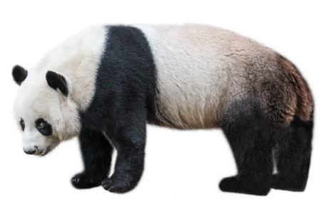 The Giant Panda, Ailuropoda melanoleuca, also known as panda bear, is a bear native to south central China. Panda standing, side view, isolated on white background, often used as an symbol of China.の写真素材